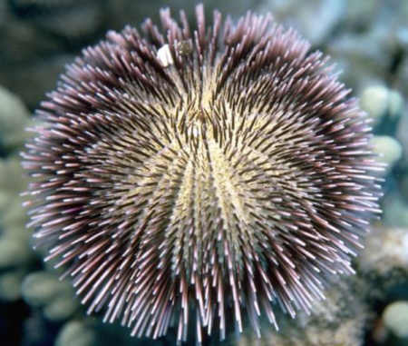 sea_urchin01.jpg