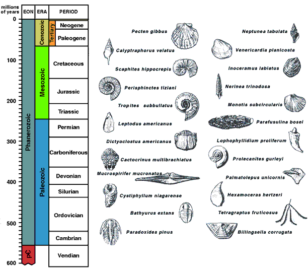 index fossil chart