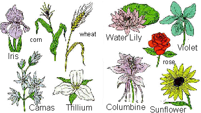 Monocot flower deals