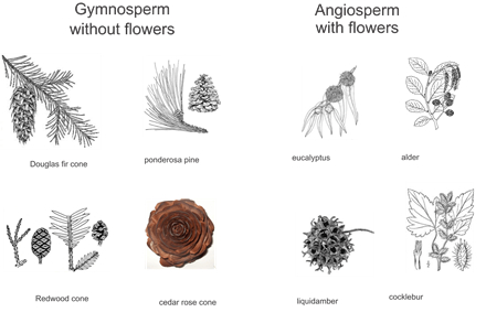 gymnosperm flower