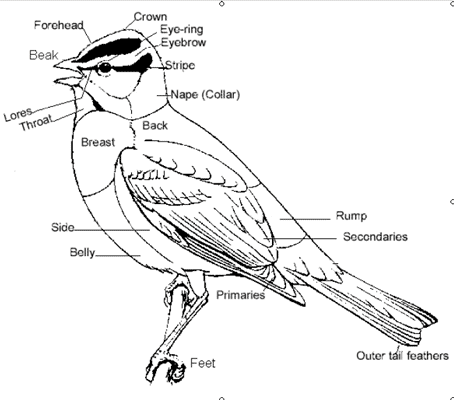 Tule Pond - Birds