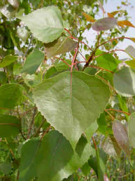 to how fever reduce quickly Native Pond Tule   Trees